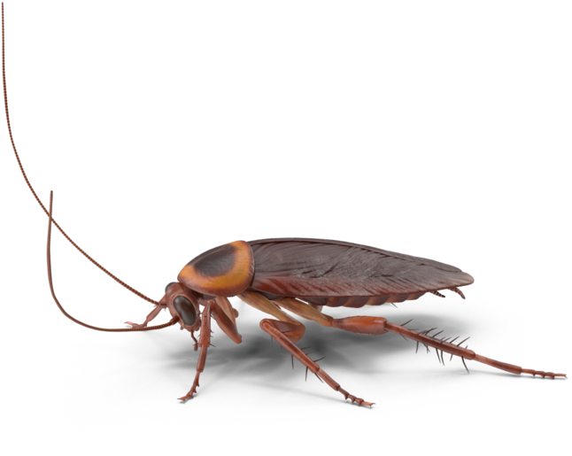 Realistic Cockroach Illustration