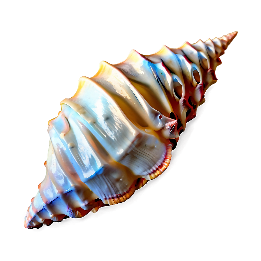 Realistic Conch Shell Design Png 21