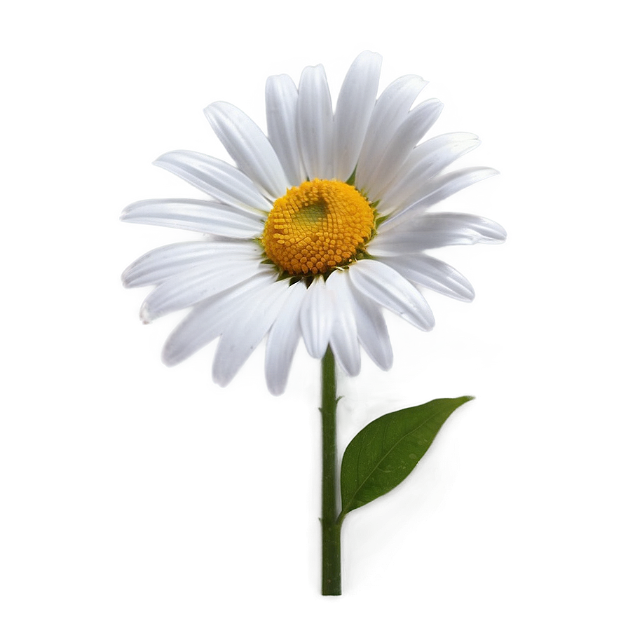 Realistic Daisy Bloom Png 06122024