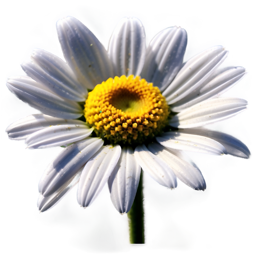 Realistic Daisy Bloom Png 80