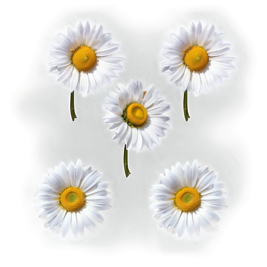 Realistic Daisy Bloom Png Pvf41