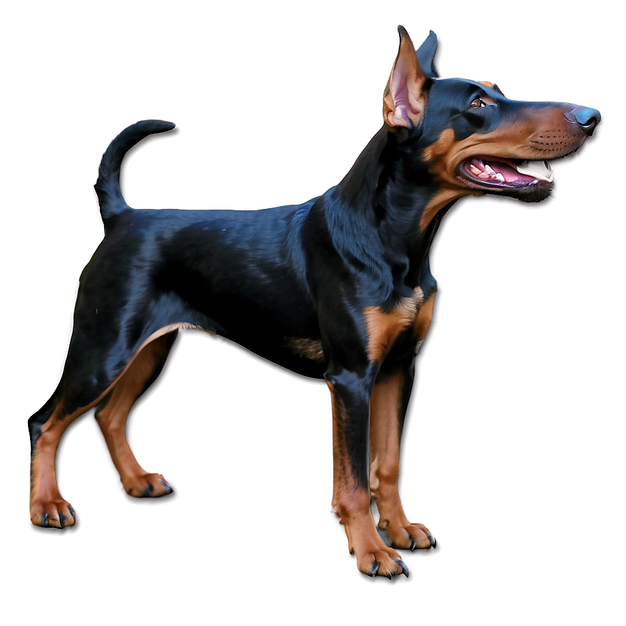 Realistic Doberman Png Oey