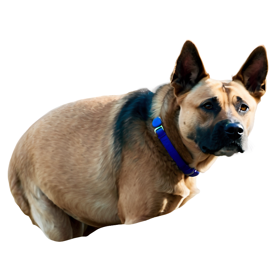 Realistic Dog Face Drawing Png Ycf4