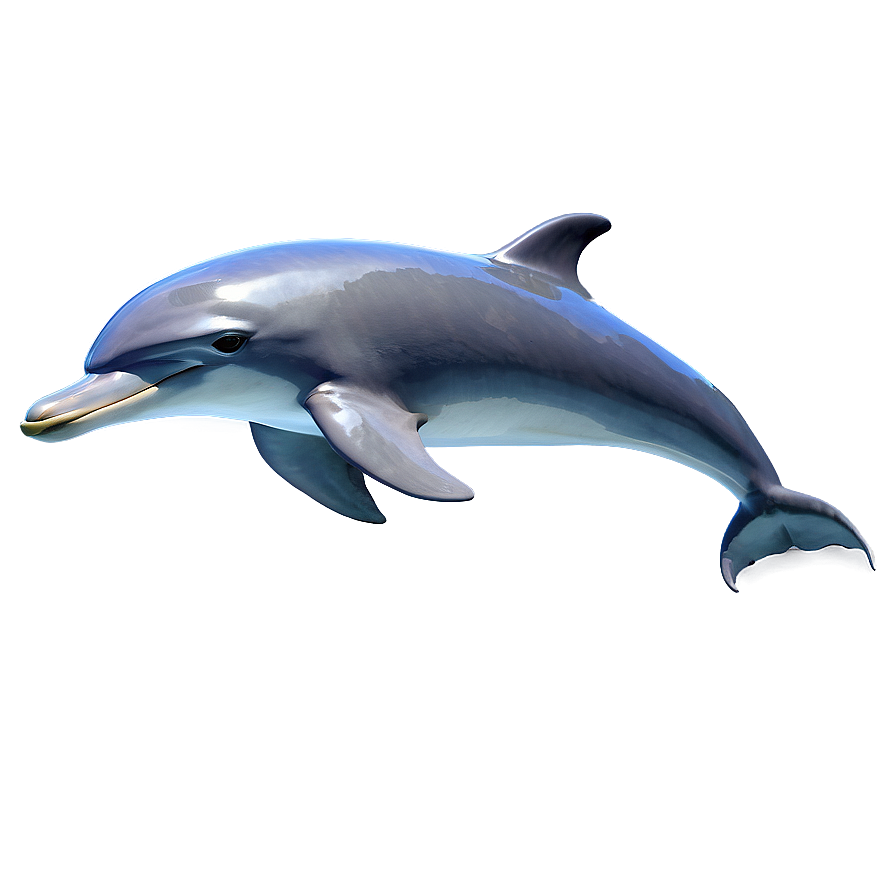 Realistic Dolphin Png Rbs73