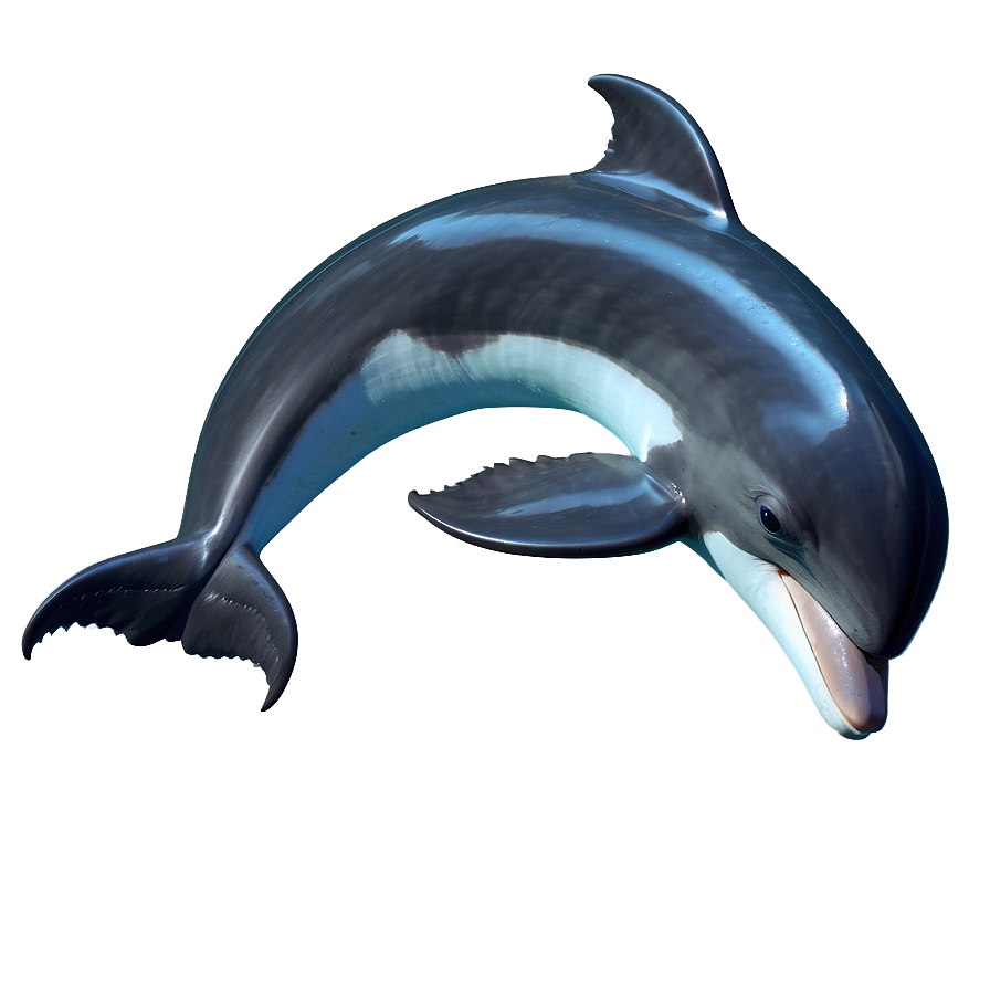 Realistic Dolphin Png Tuc