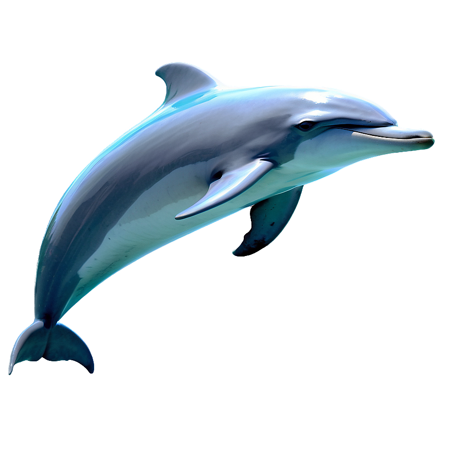 Realistic Dolphins Png 06112024