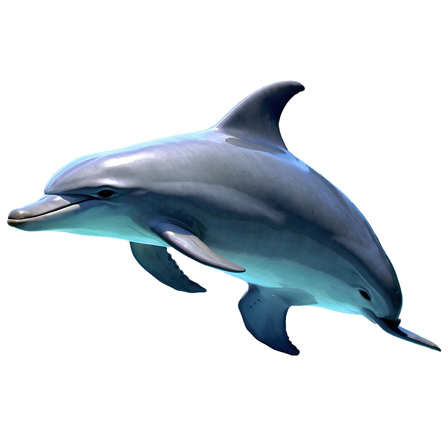 Realistic Dolphins Png Whd9