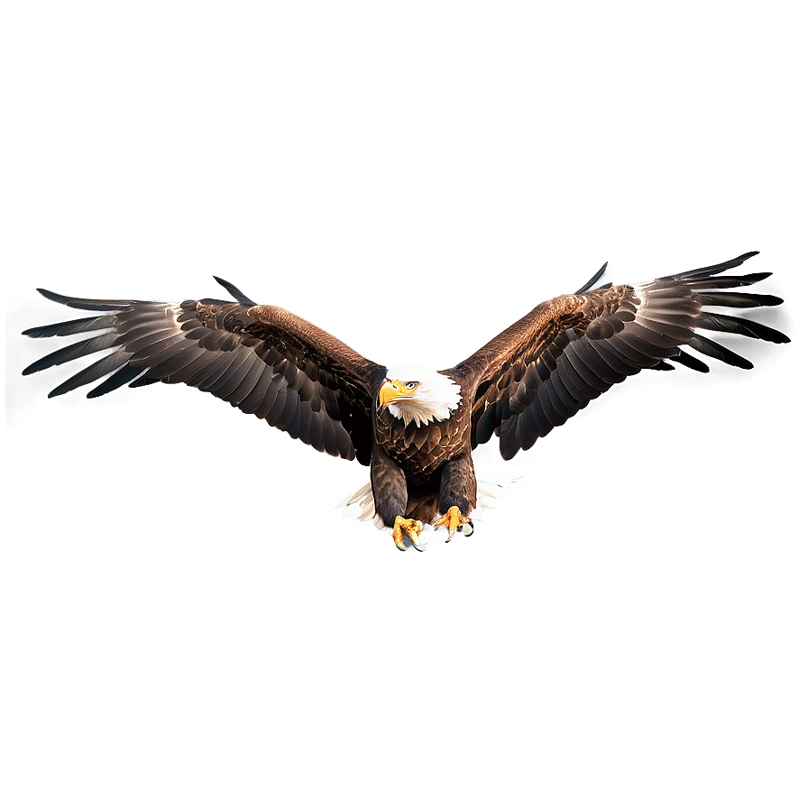 Realistic Eagle Wings Drawing Png 06262024