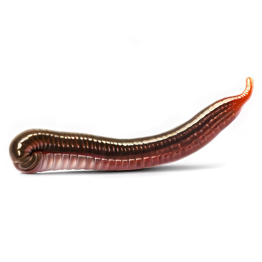 Realistic Earthworm Graphic Png 70