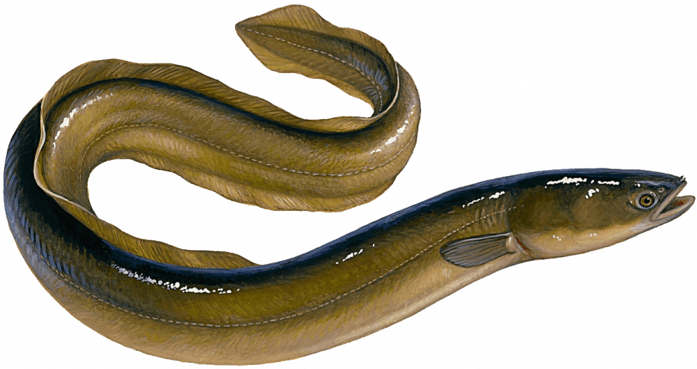 Realistic Eel Illustration