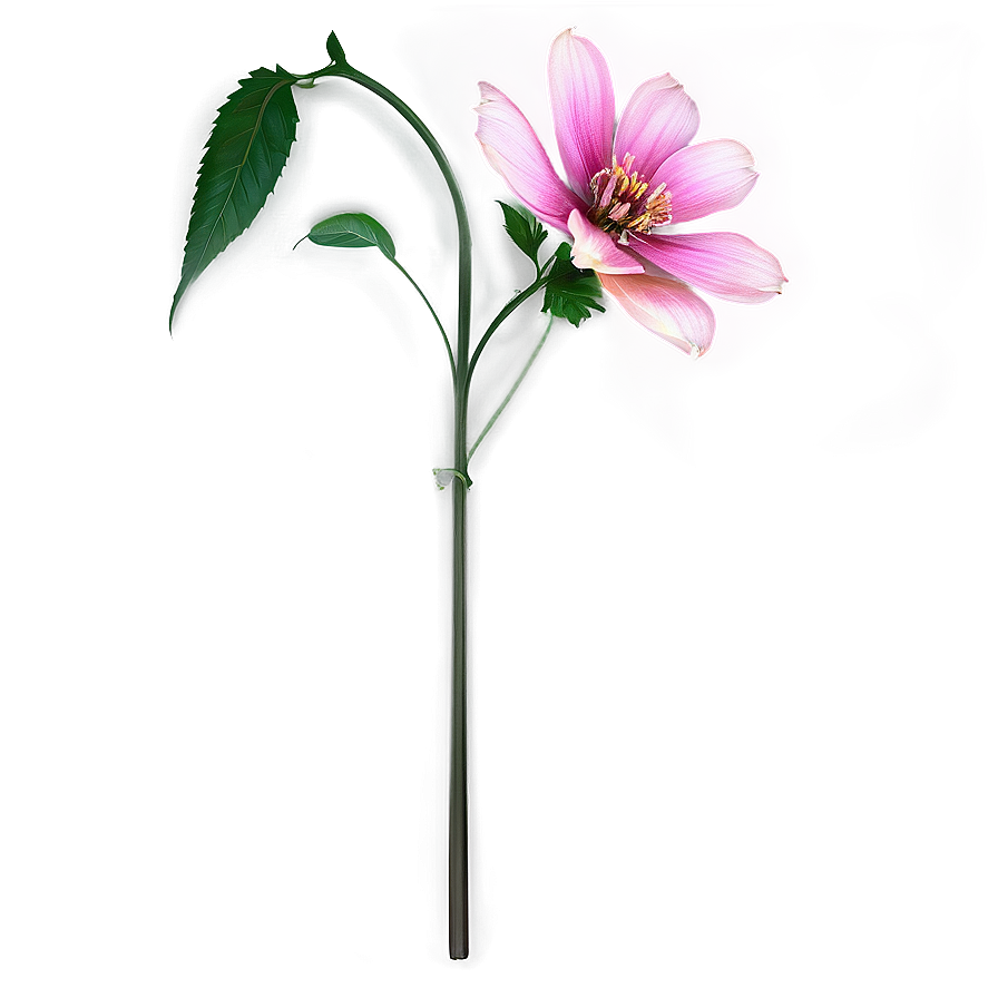 Realistic Flower Stem Png Tdh