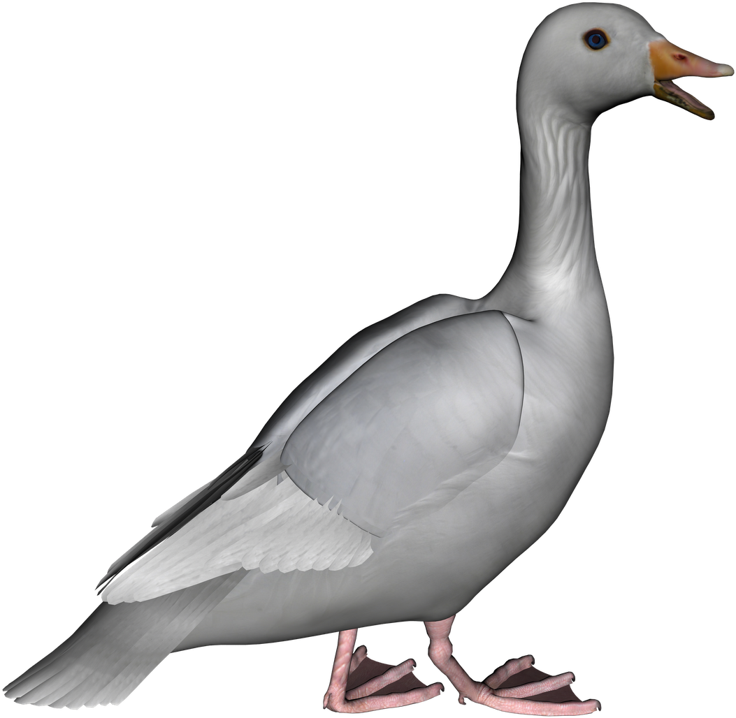 Realistic Goose3 D Model