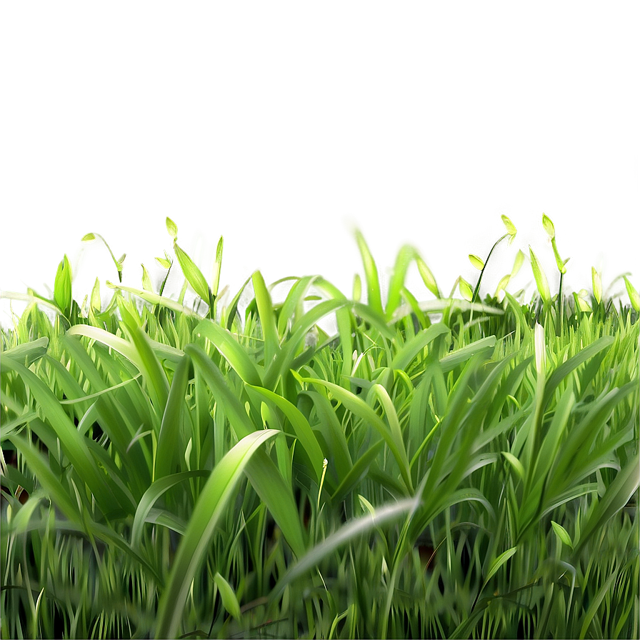 Realistic Green Grass Png 06262024