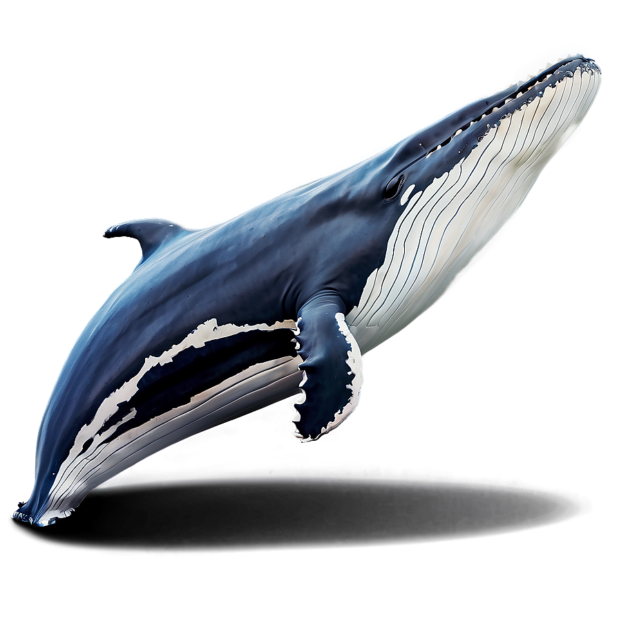 Realistic Humpback Whale Art Png 06212024