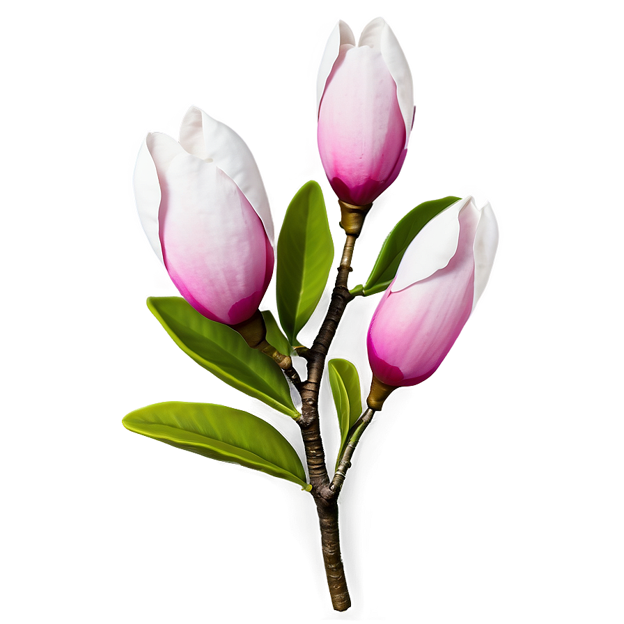 Realistic Magnolia Flower Image Png 06252024