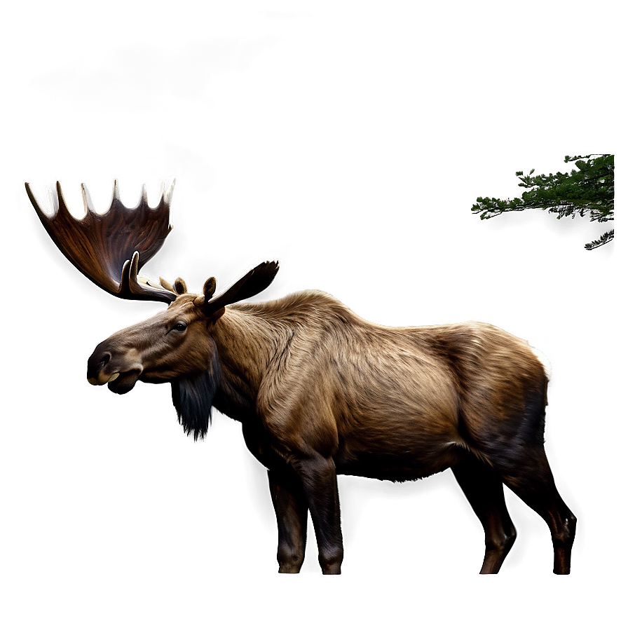 Realistic Moose Drawing Png 32