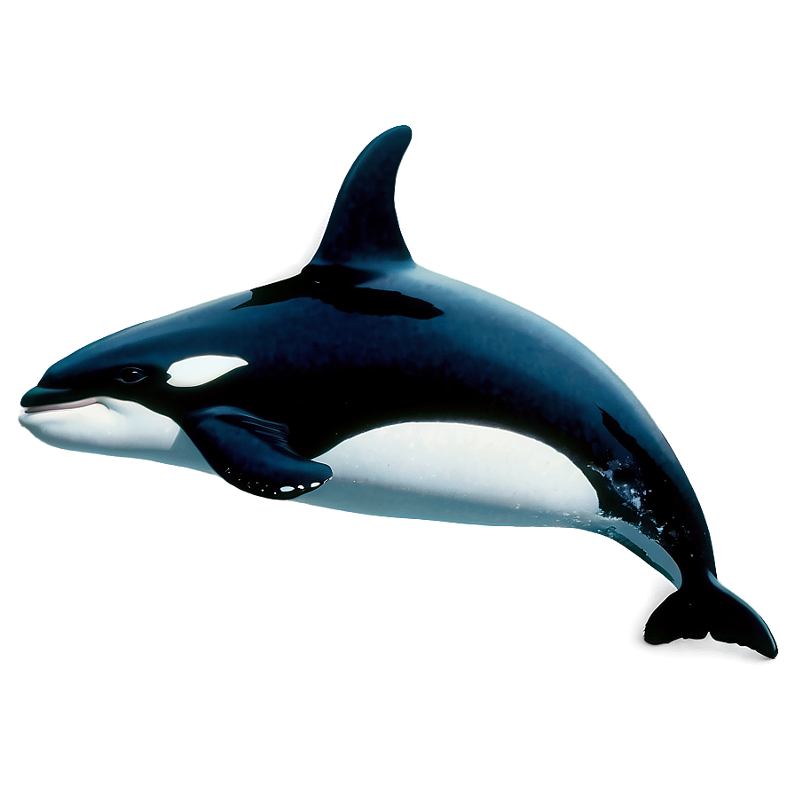 Realistic Orca Whale Drawing Png Buf15