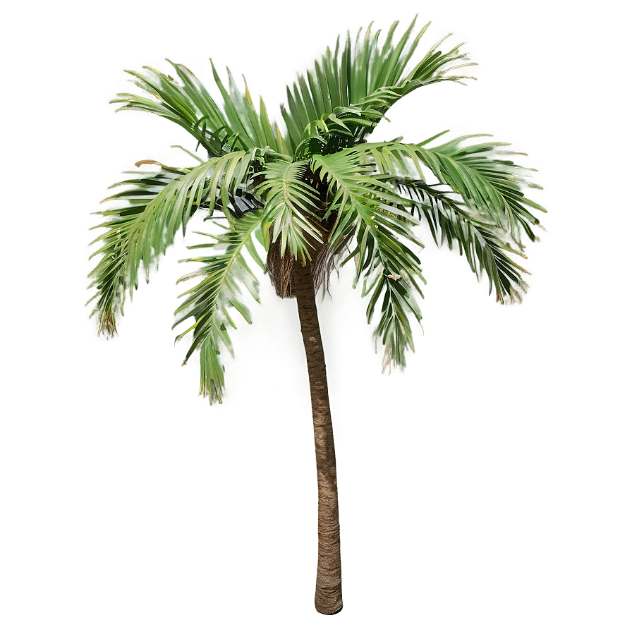 Realistic Palmera Branch Png 13