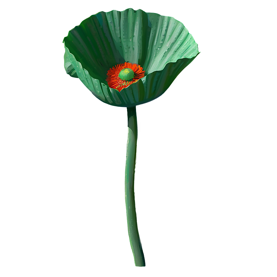 Realistic Poppy Drawing Png Ruv