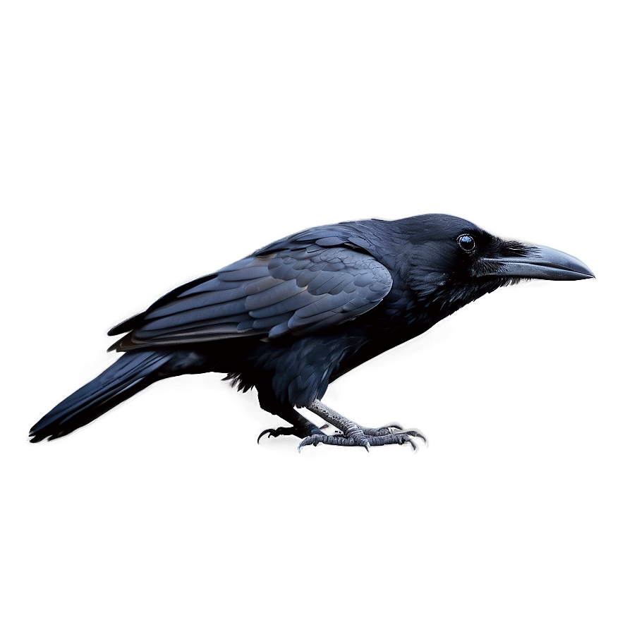 Realistic Raven Png 15