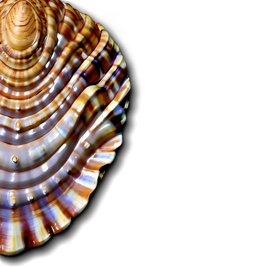 Realistic Seashell Clipart Png 06262024