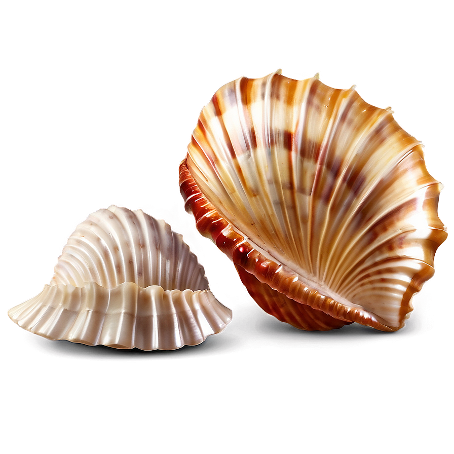 Realistic Seashell Clipart Png 06262024