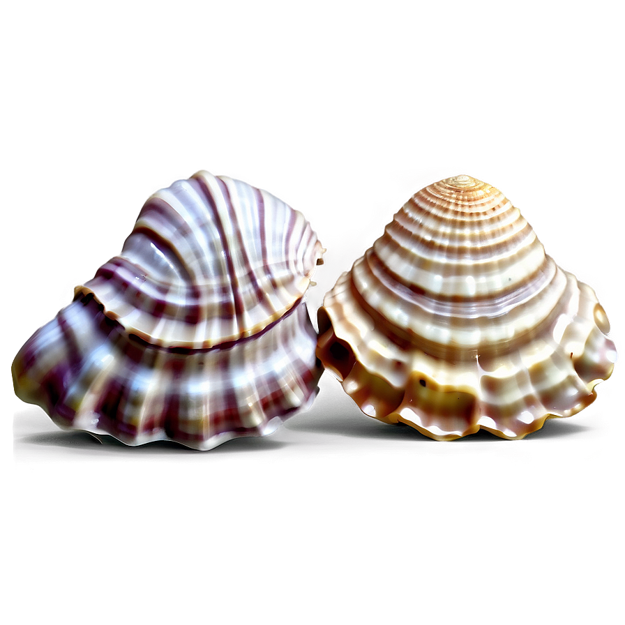 Realistic Seashell Illustration Png Jng