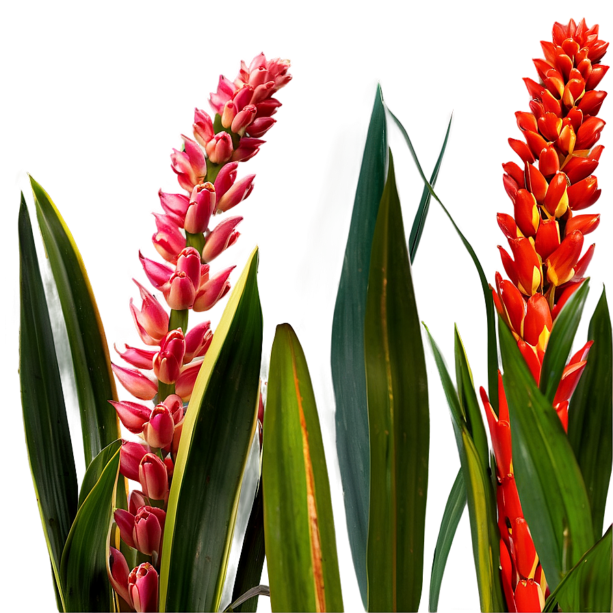 Realistic Snake Plant Png 35