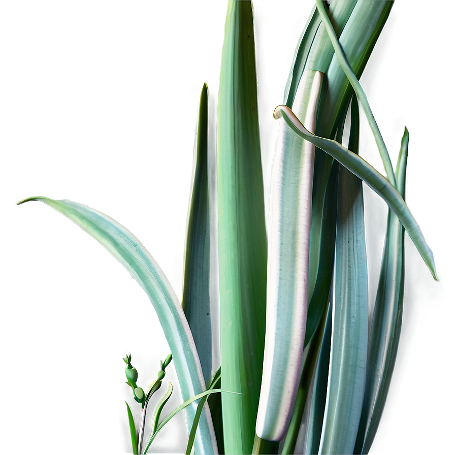 Realistic Snake Plant Png 48