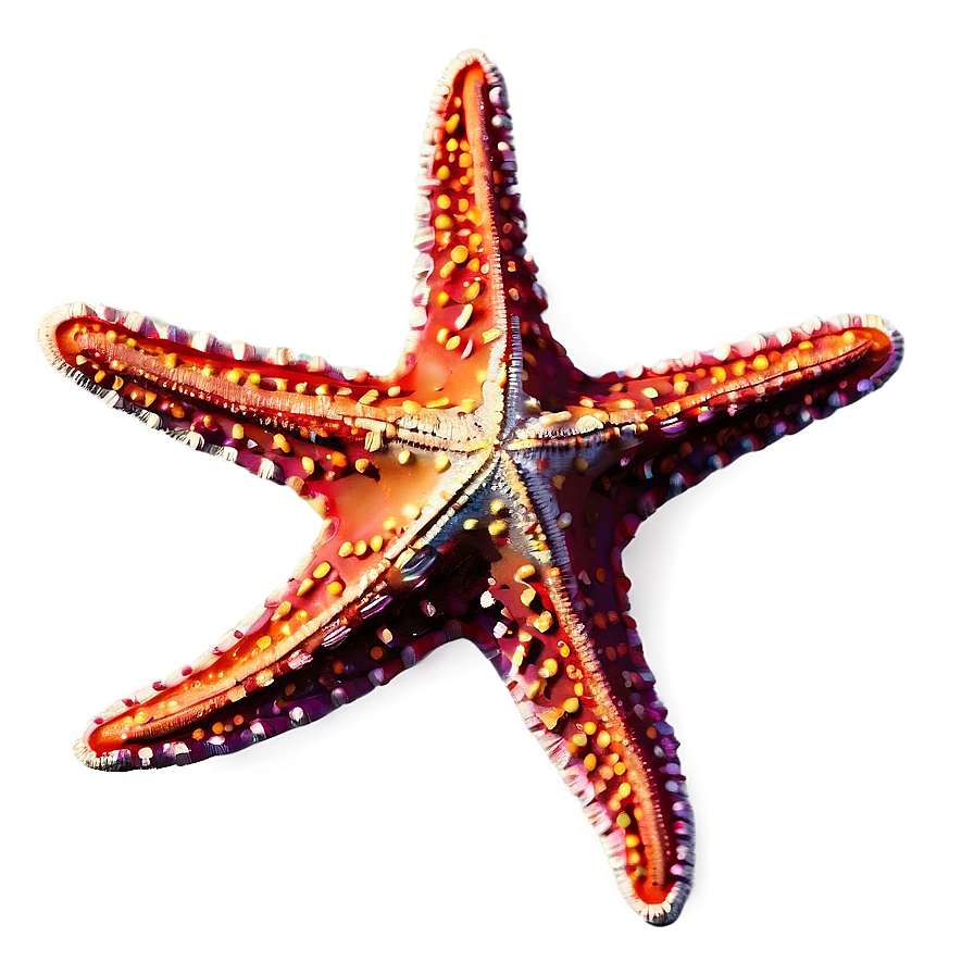 Realistic Starfish Drawing Png Sed61