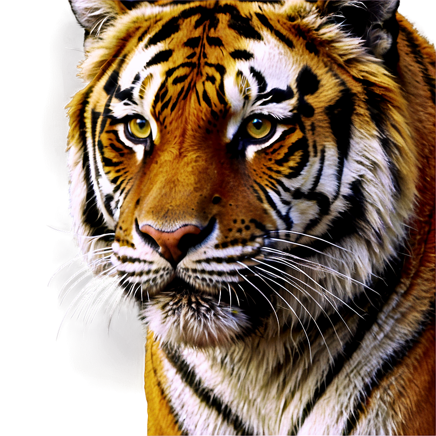 Realistic Tiger Face Artwork Png 56