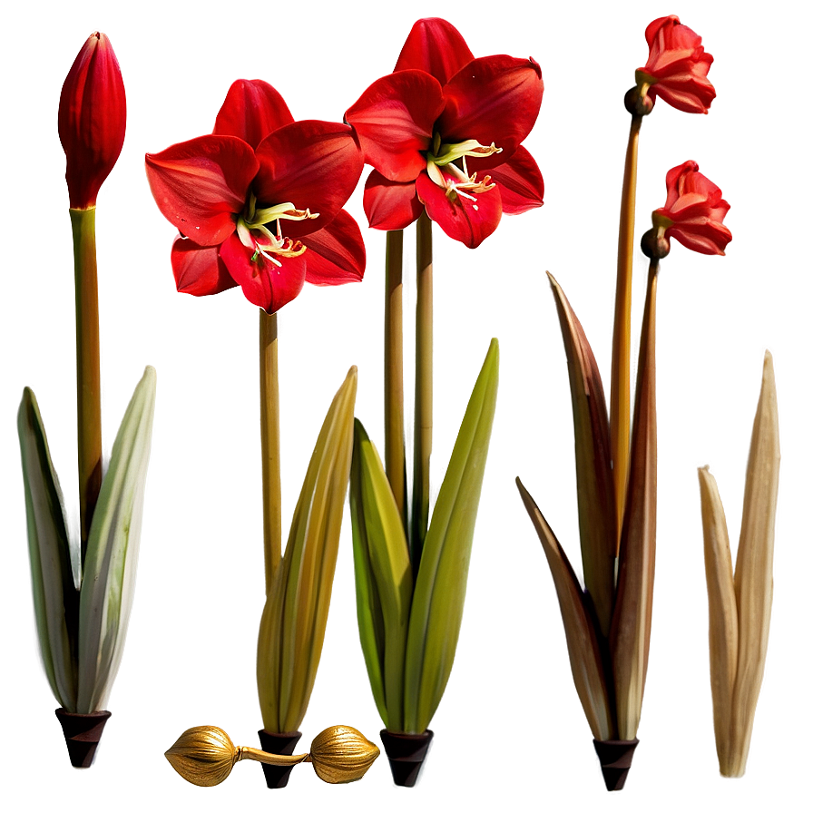 Red Amaryllis Charm Png Fuq63