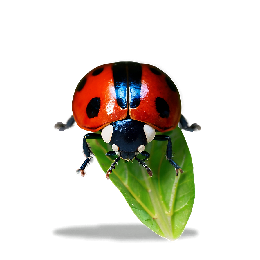 Red And Black Ladybug Png 05242024