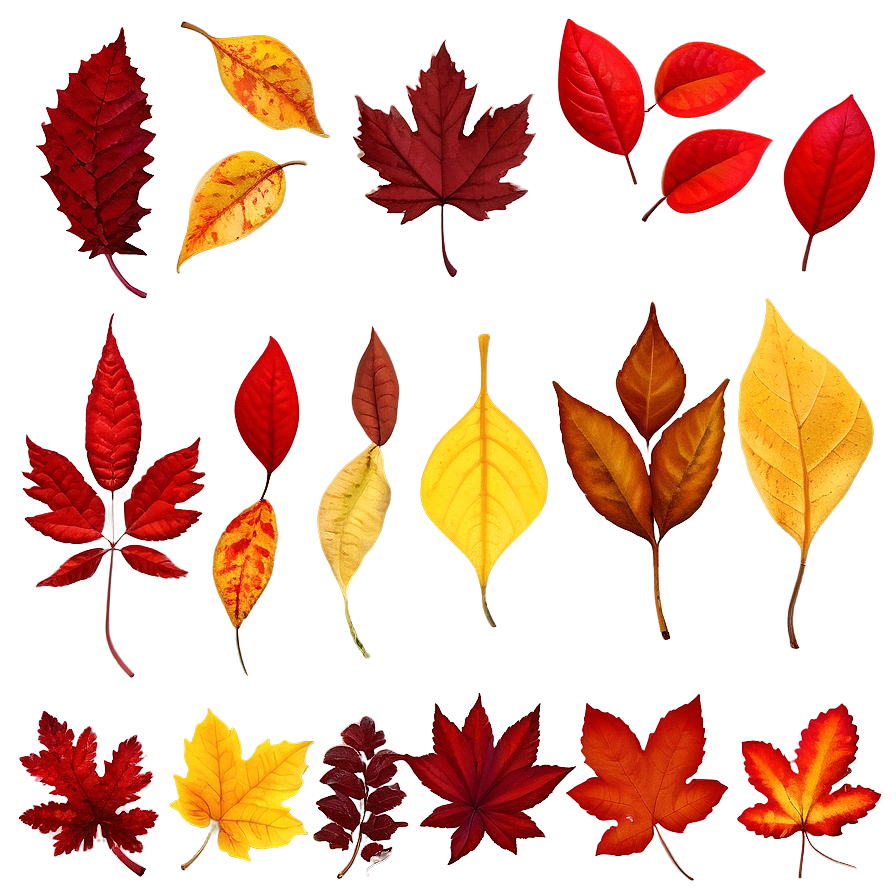 Red And Yellow Fallen Leaves Png 06292024