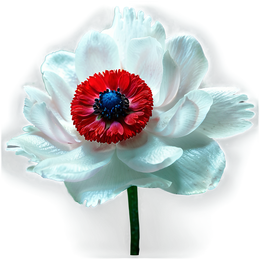 Red Anemone Png Foc