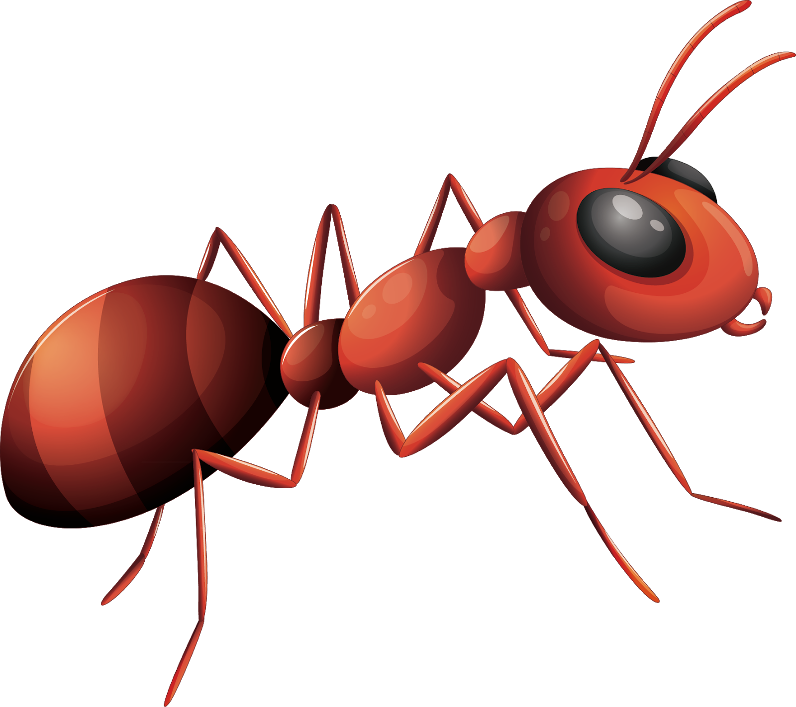 Red Ant Illustration