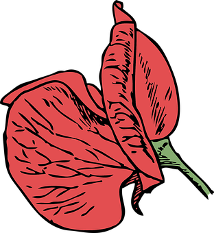 Red Anthurium Vector Illustration