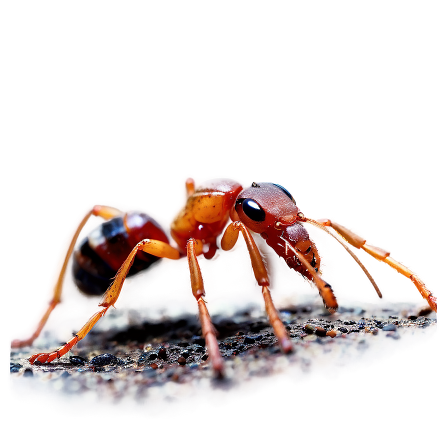 Red Ants Png Rdk