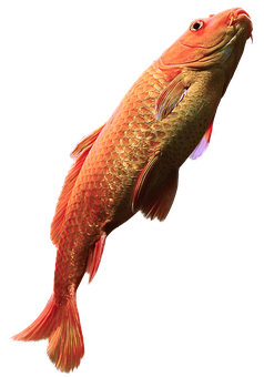 Red Arowana Fish Black Background