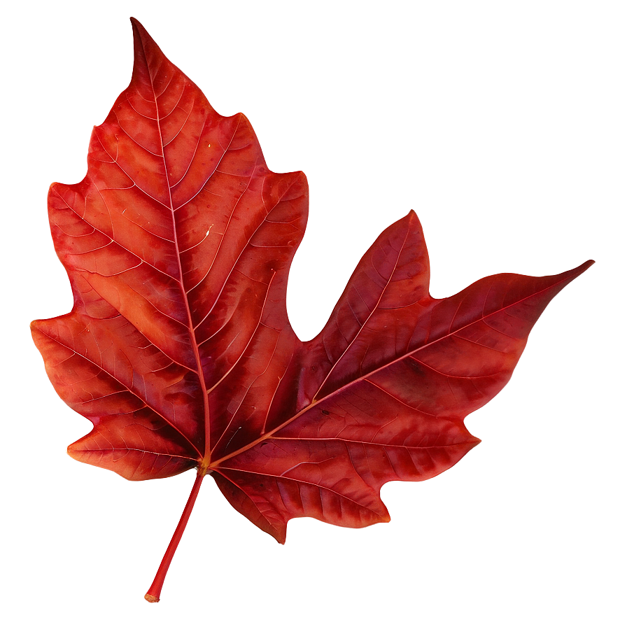 Red Autumn Leaf Image Png 06202024