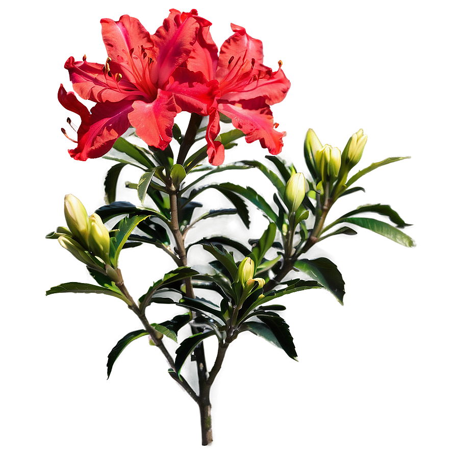 Red Azaleas Bloom Png Pgo