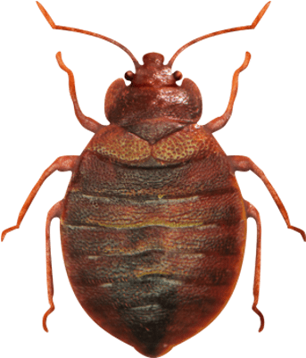 Red Bedbug Closeup