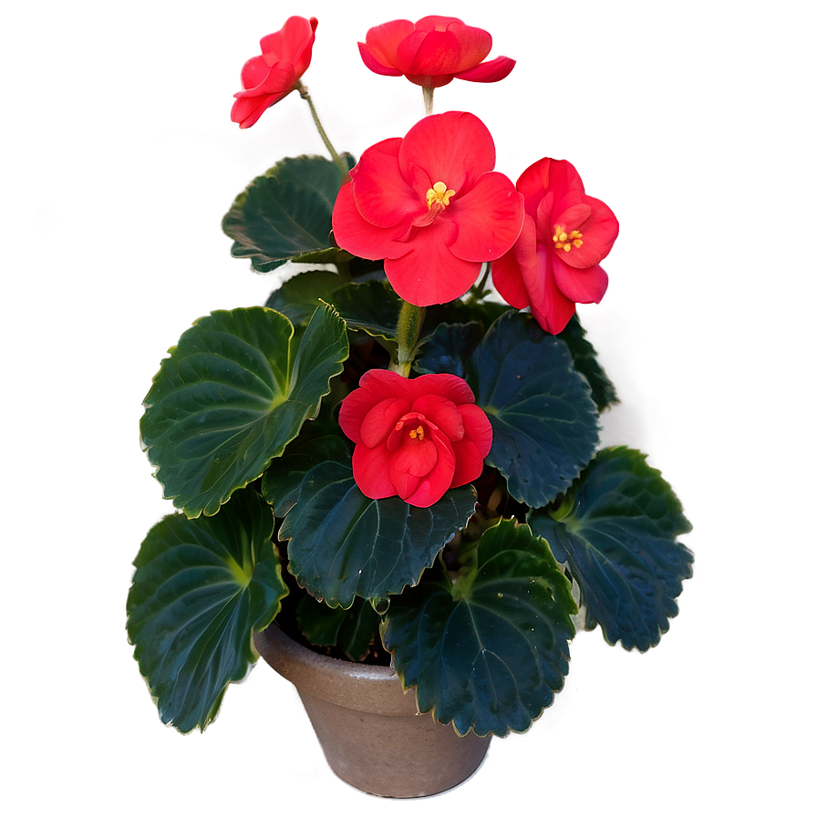 Red Begonias Beauty Png Buf