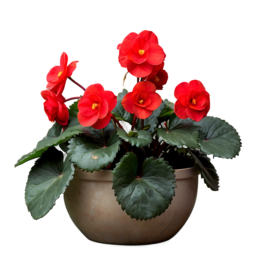 Red Begonias Beauty Png Ifp57