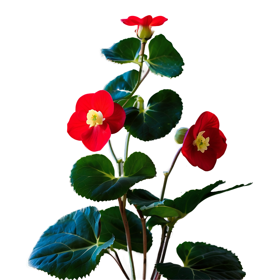 Red Begonias Beauty Png Lbb