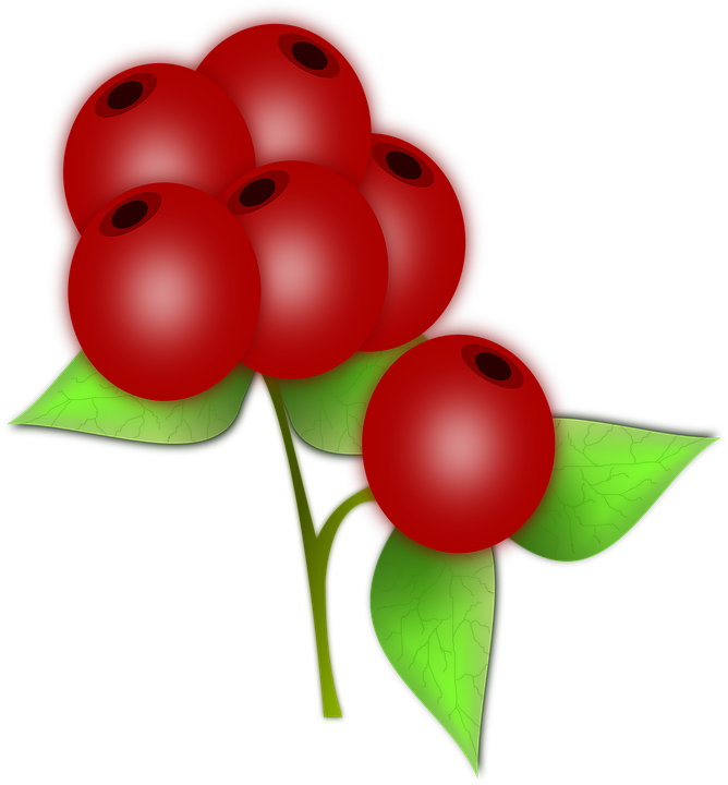 Red Berries Illustration