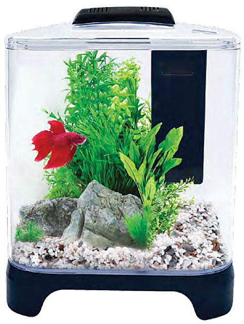 Red Betta Fishin Aquarium