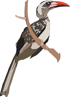 Red Billed Hornbill Illustration