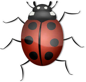 Red Black Ladybug Illustration