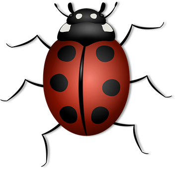 Red Black Ladybug Illustration